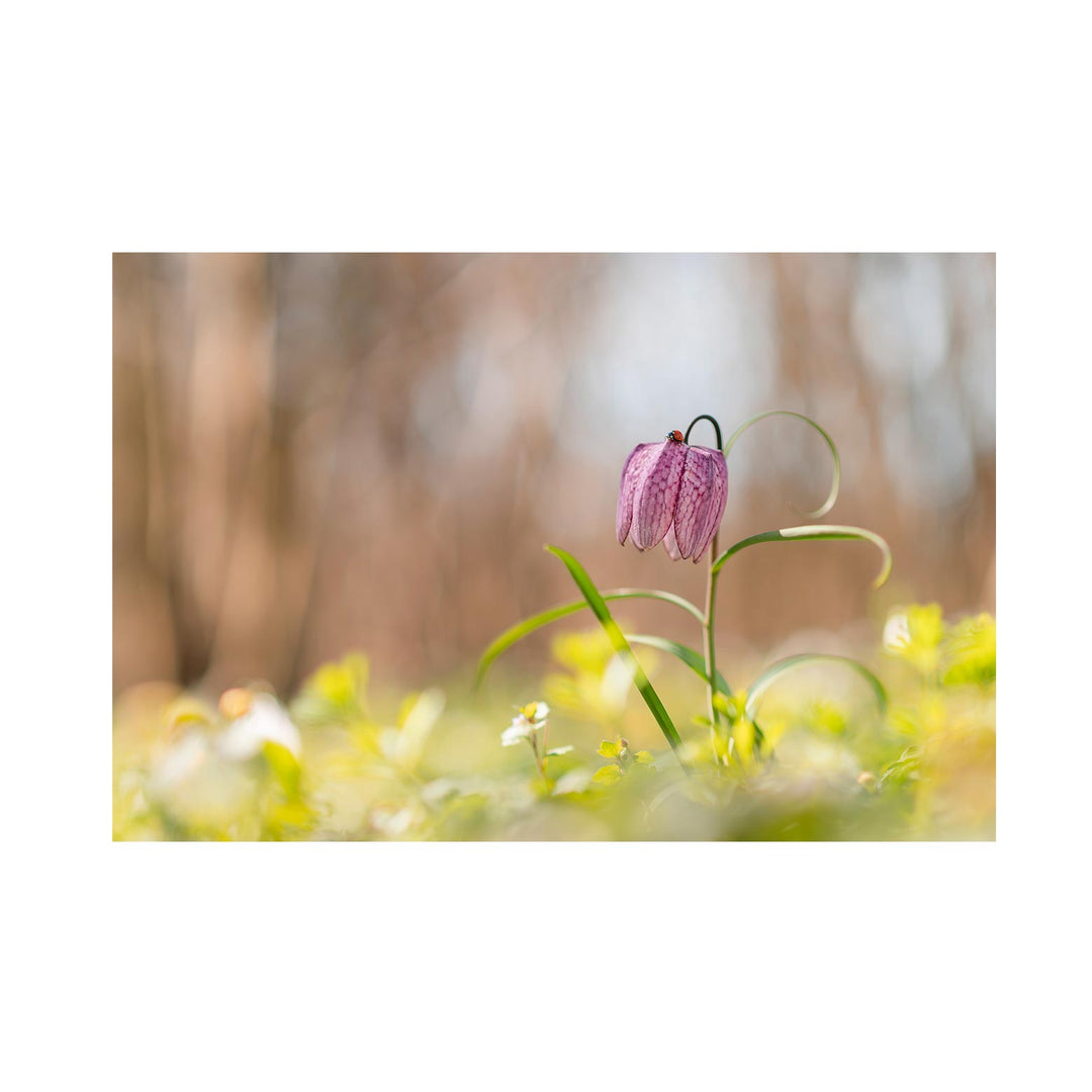 Frühlingsanmut: Marienkäfer auf Fritillaria im Morgenlicht