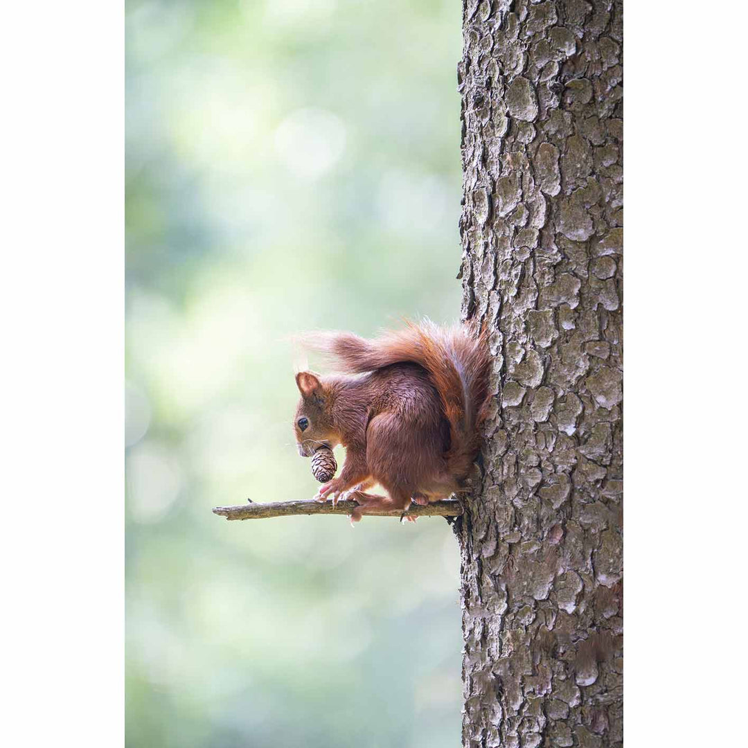 Rotes Eichhörnchen im Frühling