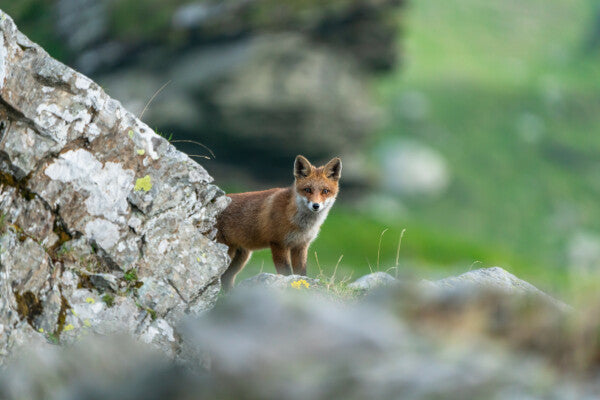 Roter Fuchs im Frühling