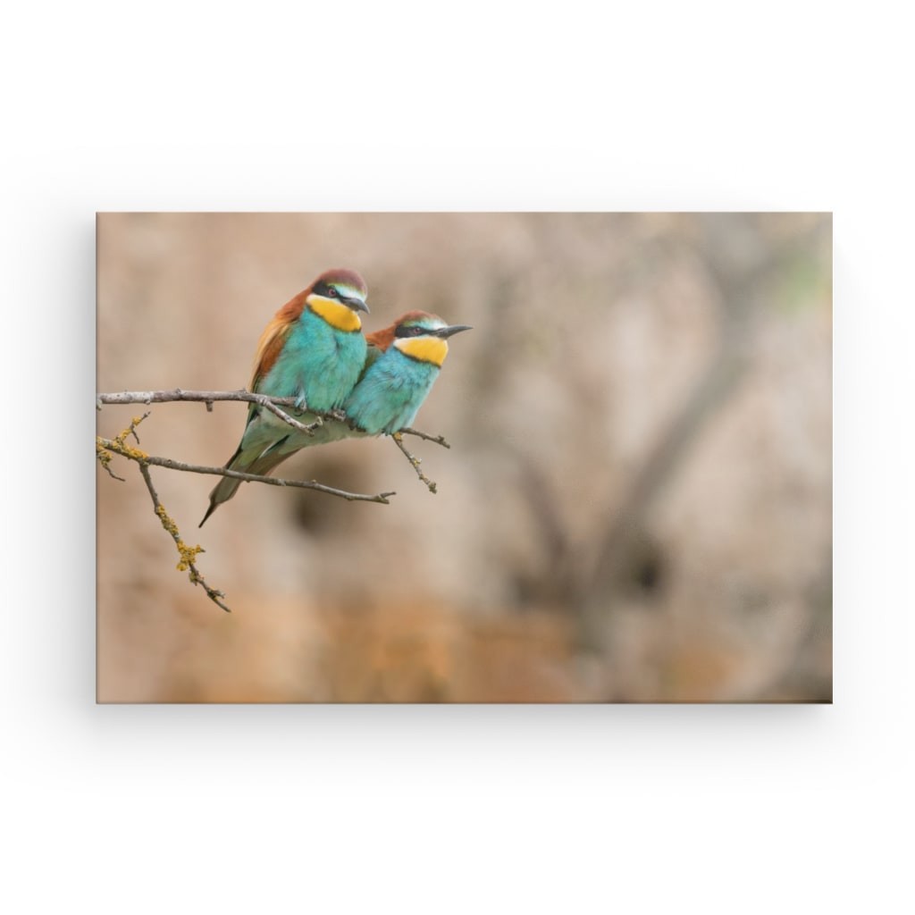 Bienenfresser Paar  (Merops apiaster)