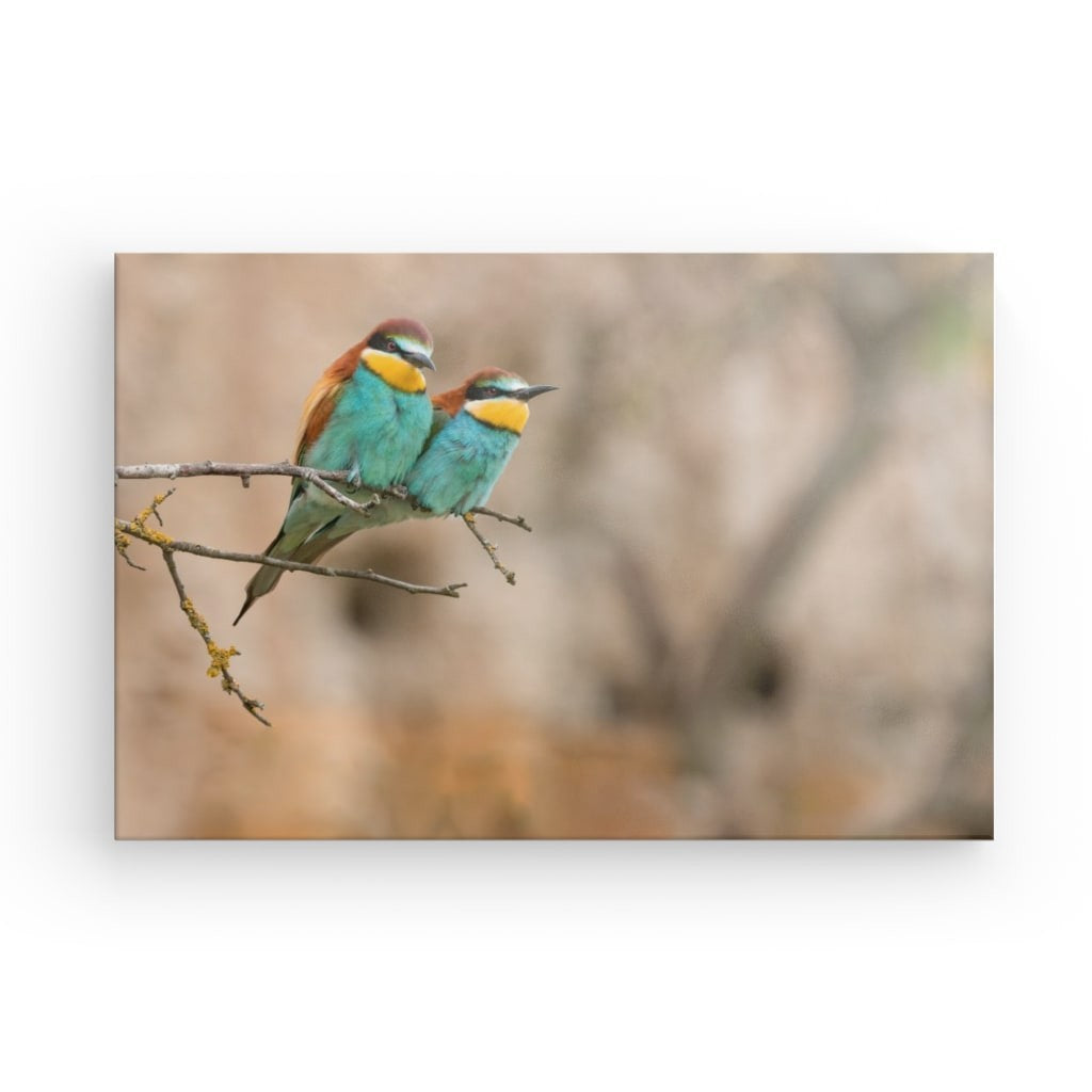 Bienenfresser Paar  (Merops apiaster)