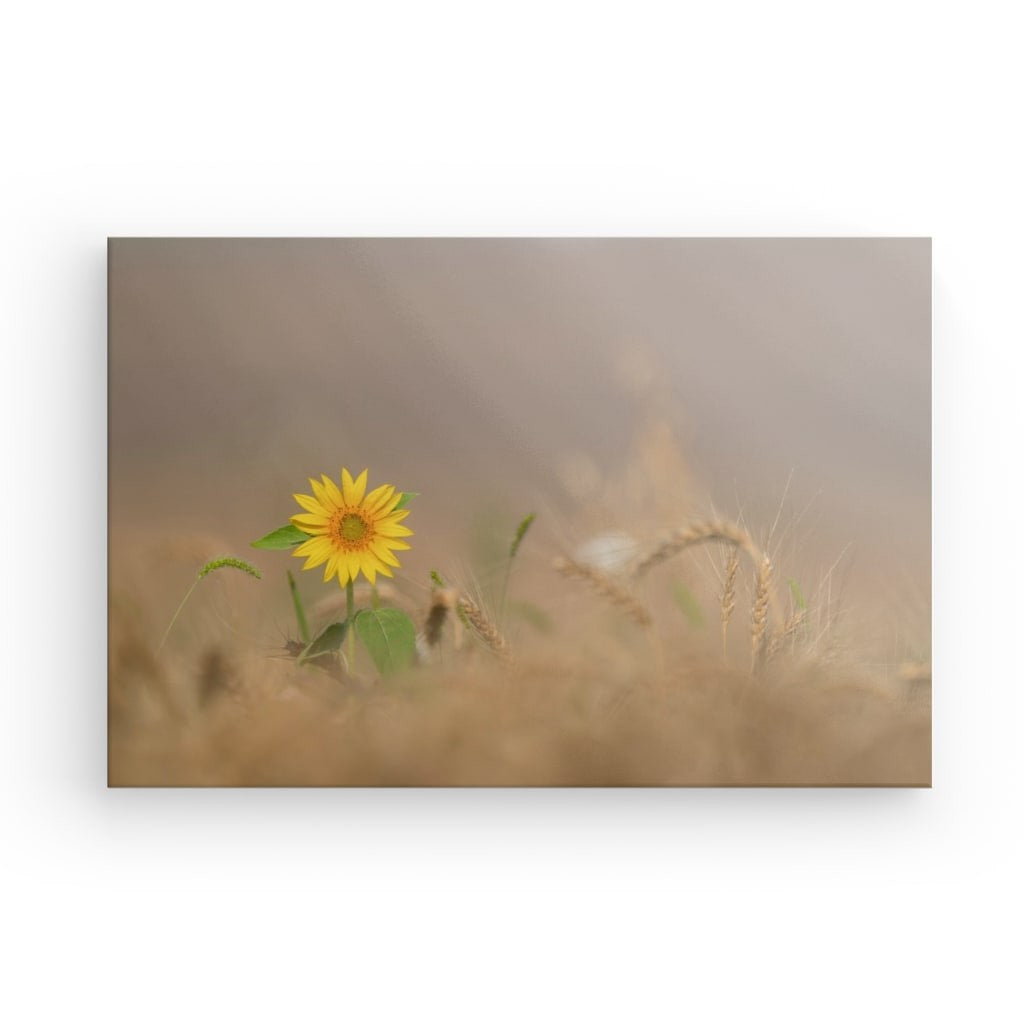 Sonnenblume im Kornfeld