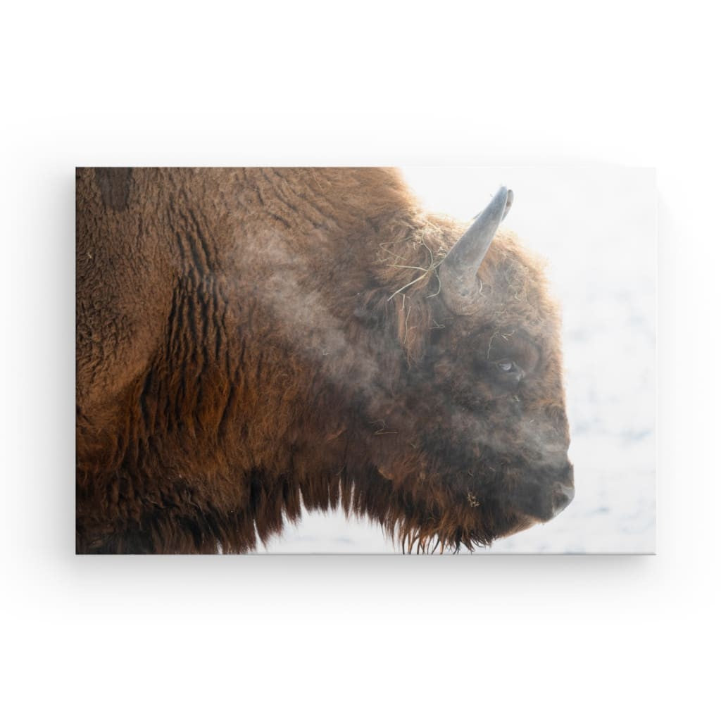 Portrait der Stärke: Bison im Winterweiß