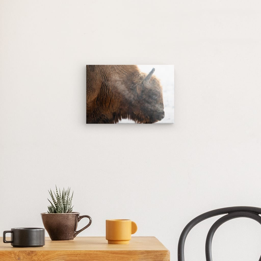 Portrait der Stärke: Bison im Winterweiß