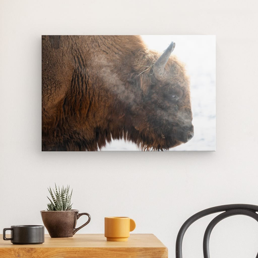 Portrait der Stärke: Bison im Winterweiß