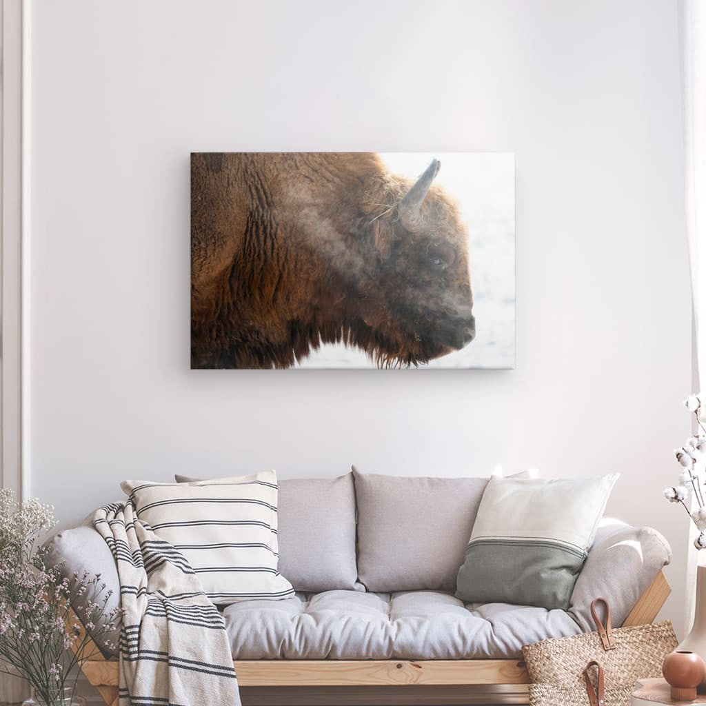 Portrait der Stärke: Bison im Winterweiß