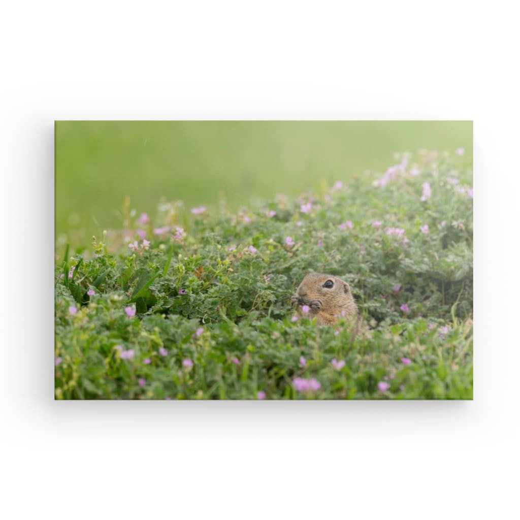 Zarter Moment: Erdhörnchen und Wildblumen